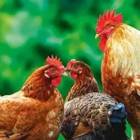 انواع طیور|حیوانات مزرعه|کاشان, ملاصدرا|دیوار