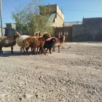 7راس میش آبستن گله گرد داشتی. کاوور بره  بزغاله