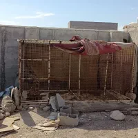 قفس|لوازم جانبی حیوانات|اردبیل, |دیوار