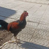 مرغ،وخروس