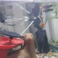 ماهی مولی|ماهی|رفسنجان, |دیوار