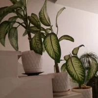 گل طبیعی سالم|گل و گیاه طبیعی|کرمانشاه, |دیوار