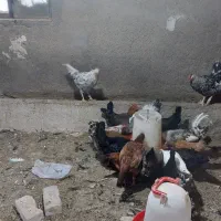 فروش تخم نطفه دار مطمئن