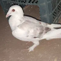 کفتر|پرنده|قائن, |دیوار