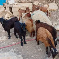کهره نر (چپش)