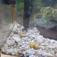 آکواریوم  با ماهی|ماهی|سیرجان, |دیوار