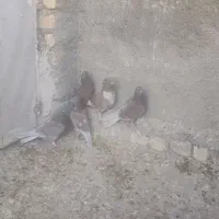 کفتر پلاکی|پرنده|شیراز, قلعه نو|دیوار