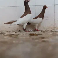 کفتر عطیقه...آس