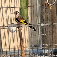 سهره پاییزه سهره نر