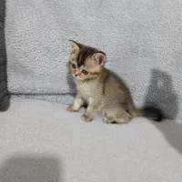 گربه بریتیش بلک گلد ماده