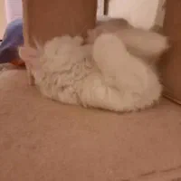 بریتیش|گربه|کرمانشاه, |دیوار