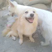 نر و ماده رودان هستش|سگ|بندرعباس, |دیوار