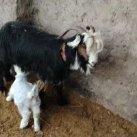 فروش 8عدد بز و بزغاله سالم|حیوانات مزرعه|نجفآباد, فیروزآباد|دیوار