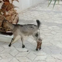 کهره ماده|حیوانات مزرعه|چغادک, |دیوار