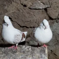 نوک ریز پشتدار