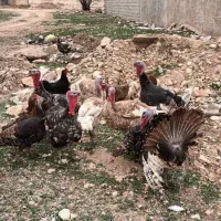 فروش 8عدد بوقلمون محلی