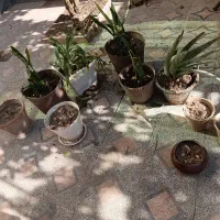 گل و گلدان سرامیکی همگی باهم با قبمت فوق العاده