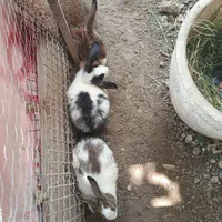 خرگوش