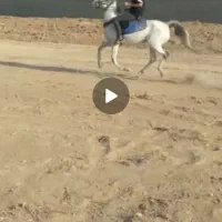 اسب|اسب و تجهیزات اسب‌سواری|اراک, |دیوار