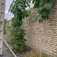 دو قطعه زمین حدودا ۸۰۰ متری در شاندیز ، ثامن