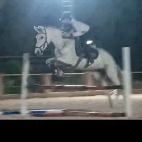 اسب..مادیان نژاد ورزشی|اسب و تجهیزات اسبسواری|تهران, هاشمآباد|دیوار