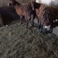گوسفند نر