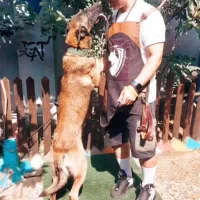 مربی سگ|خدمات پیشه و مهارت|رشت, گلسار|دیوار