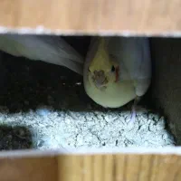 عروس هلندی لوتینو مولد به همراه تخم نطفه دار