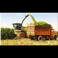 خرید ذرت علوفه‌ای