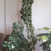 گل طبیعی|گل و گیاه طبیعی|چناران, |دیوار