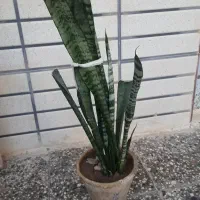 گل قشنگ