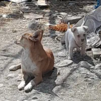 توله دو خون پامر .اشپیتز بسیار باهوش با کیفیت .