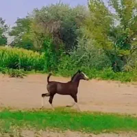 کره نریان