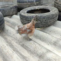 جوجه ابریشمی و برهما|حیوانات مزرعه|رامیان, |دیوار