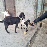 دو جفت بز نجدی