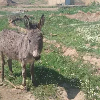 الاغ|حیوانات مزرعه|افشار, |دیوار
