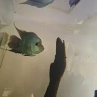 سه عدد ماهی پرت و فلاور|ماهی|خمینی‌شهر, |دیوار