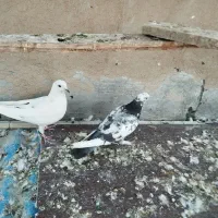 کفتر پر شی|پرنده|کرج, المهدی|دیوار