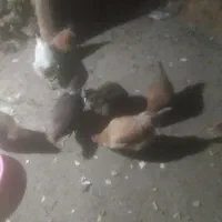 مرغ|حیوانات مزرعه|سردشت, |دیوار