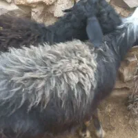 بره نرنرقیمت