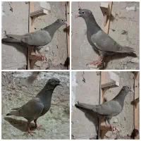 جوجه سار کاکلی و جوجه زاغ پلاکی و جوجه کرواتی|پرنده|مشهد, موسوی قوچانی|دیوار