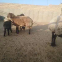 فروشی|حیوانات مزرعه|نطنز, |دیوار