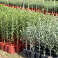 سرمایهگذاری با نهال بادام آذرشکوفه با سود بالا|خدمات باغبانی و درختکاری|سنندج, |دیوار