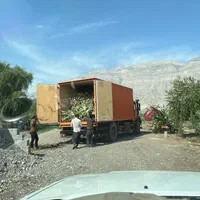 نشا و  برگ آلوئه ورا|گل و گیاه طبیعی|شیراز, شاهچراغ|دیوار