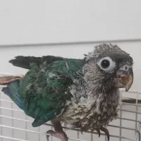 جوجه گرینچیک نرم خور تراکوییس