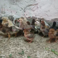 جوجه ی ماهه|حیوانات مزرعه|بهبهان, |دیوار