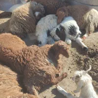 بره|حیوانات مزرعه|نورآباد, |دیوار