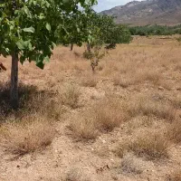 فروش ۱۰قصب زمین باغ