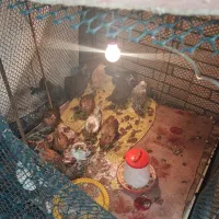 فروش قفس بزرگ پرنده