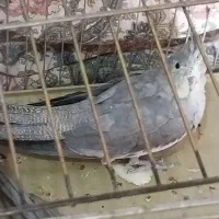 عروس هلندی ماده مست